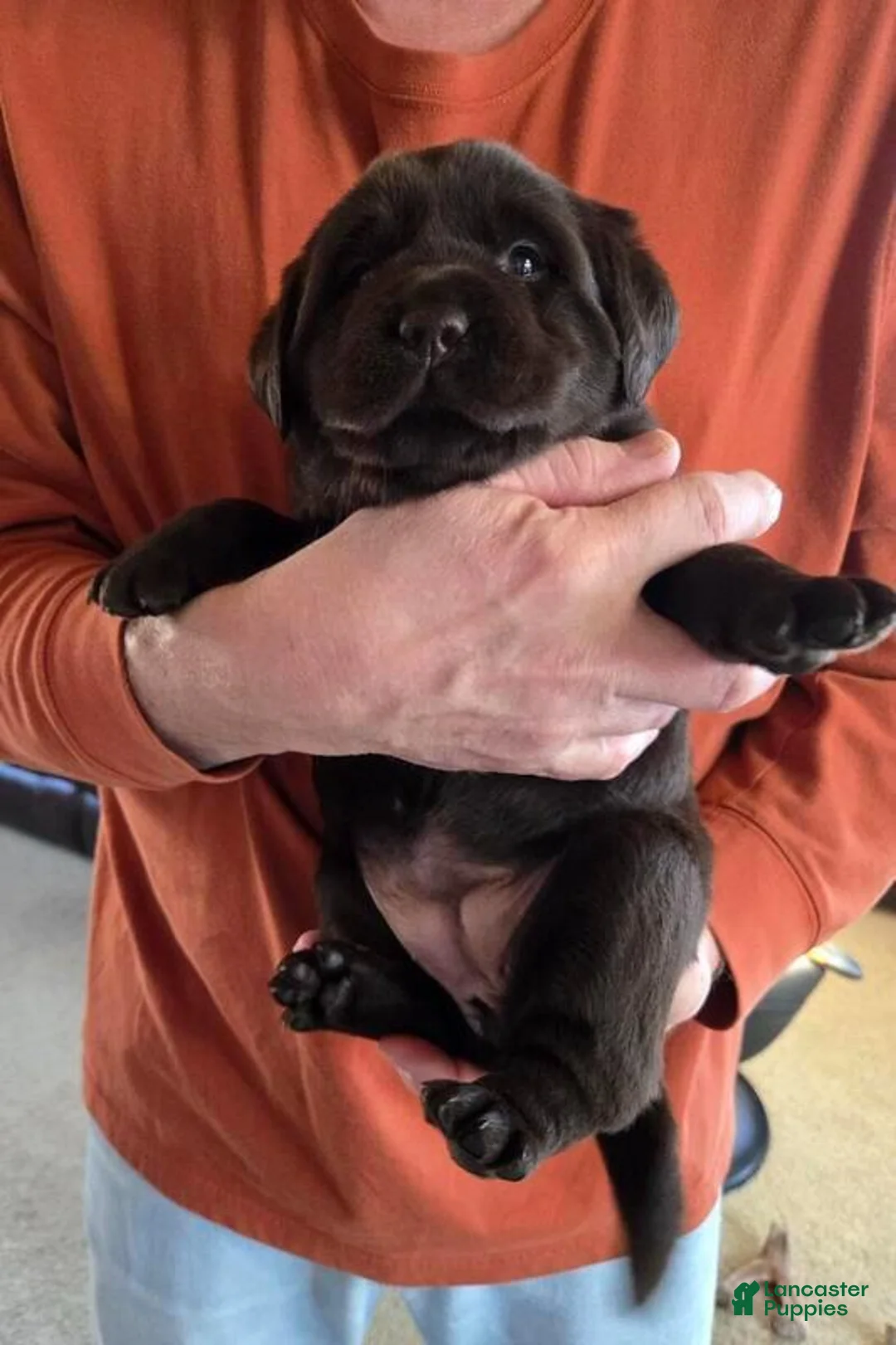 Labrador Retriever dogs for sale: Labrador Retriever Puppy 2 - Ad 1