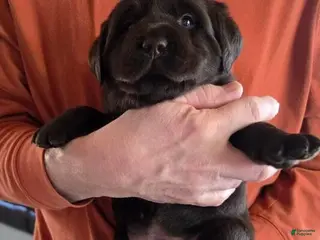 Labrador Retriever dogs for sale: Labrador Retriever Puppy 2 - Ad 3