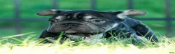French Bulldog dogs for sale: Hershey Hue - Ad 5