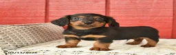 Dachshund dogs for sale: Terry  - Ad 2