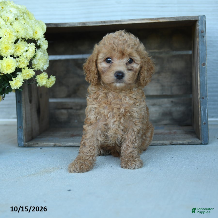 Shihpoo dogs Gerttie - Ad 2