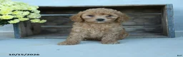 Shihpoo dogs for sale: Gerttie - Ad 2