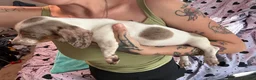 Dachshund dogs for sale: Dottie - Ad 7