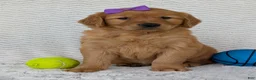 Golden Retriever dogs for sale: Miss Goldie  - Ad 14