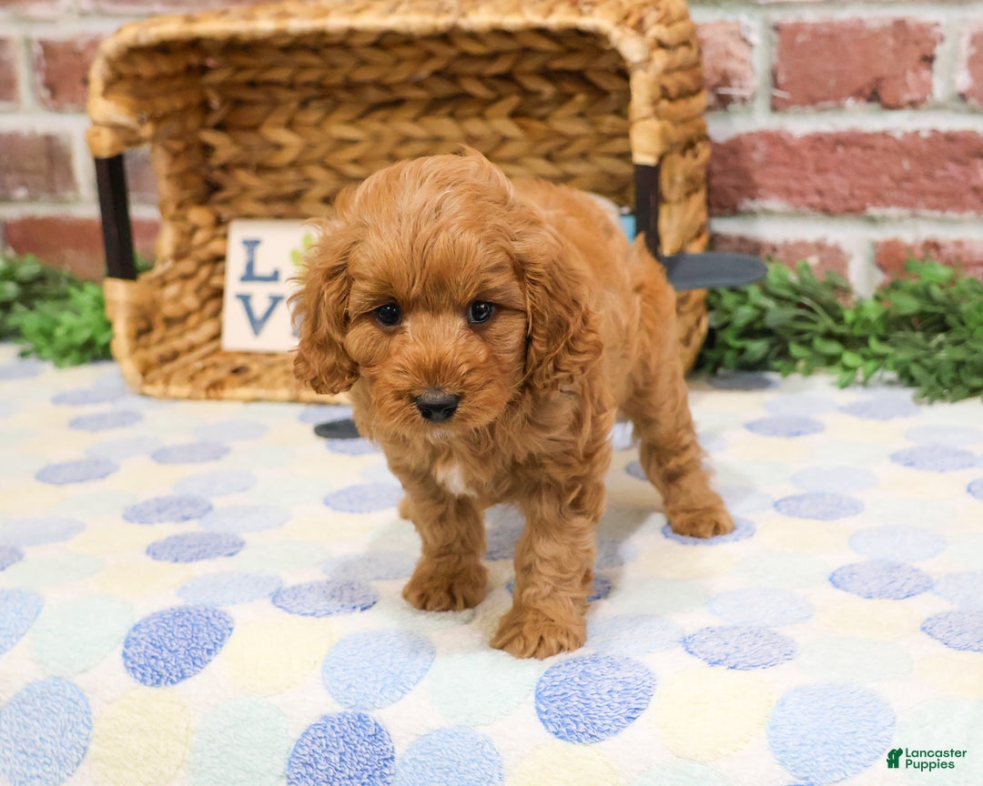 Cavapoo dogs for sale: Carson - Ad 4
