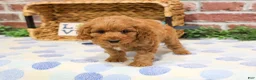 Cavapoo dogs for sale: Carson - Ad 9