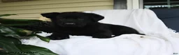 German Shepherd dogs for sale: Ludwig - Ad 3