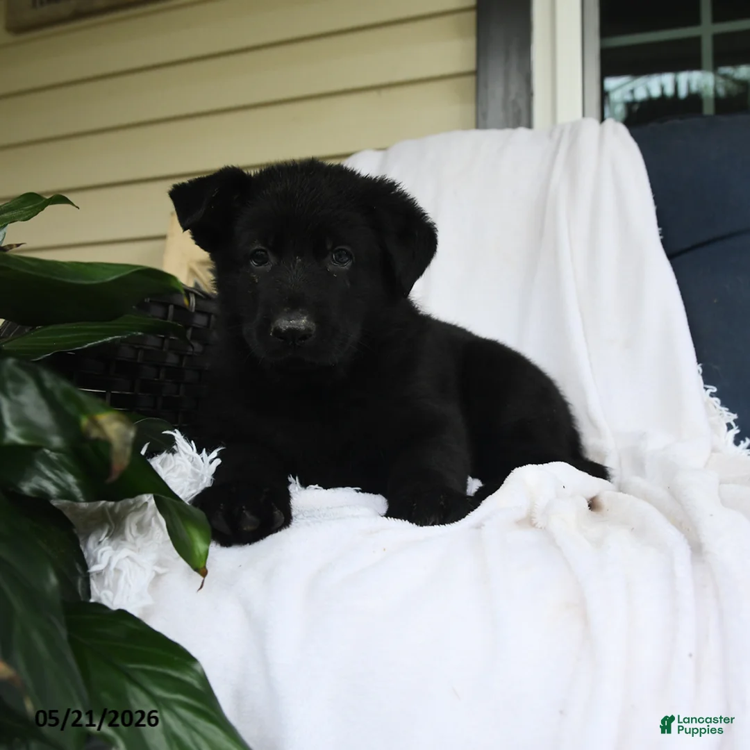 German Shepherd dogs for sale: Ludwig - Ad 3