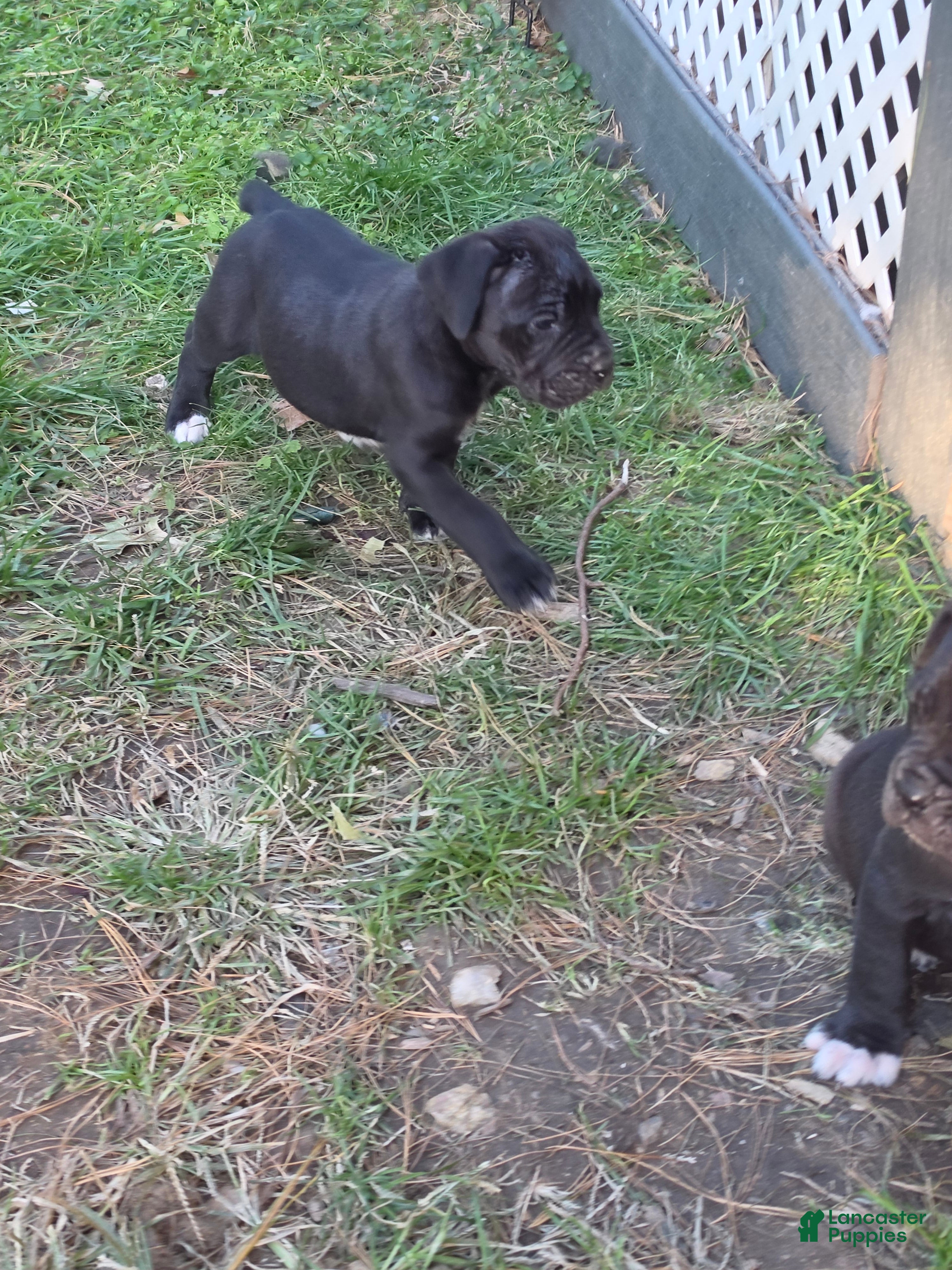 Cane Corso dogs for sale: Buster - Ad 3