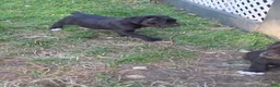 Cane Corso dogs for sale: Buster - Ad 1