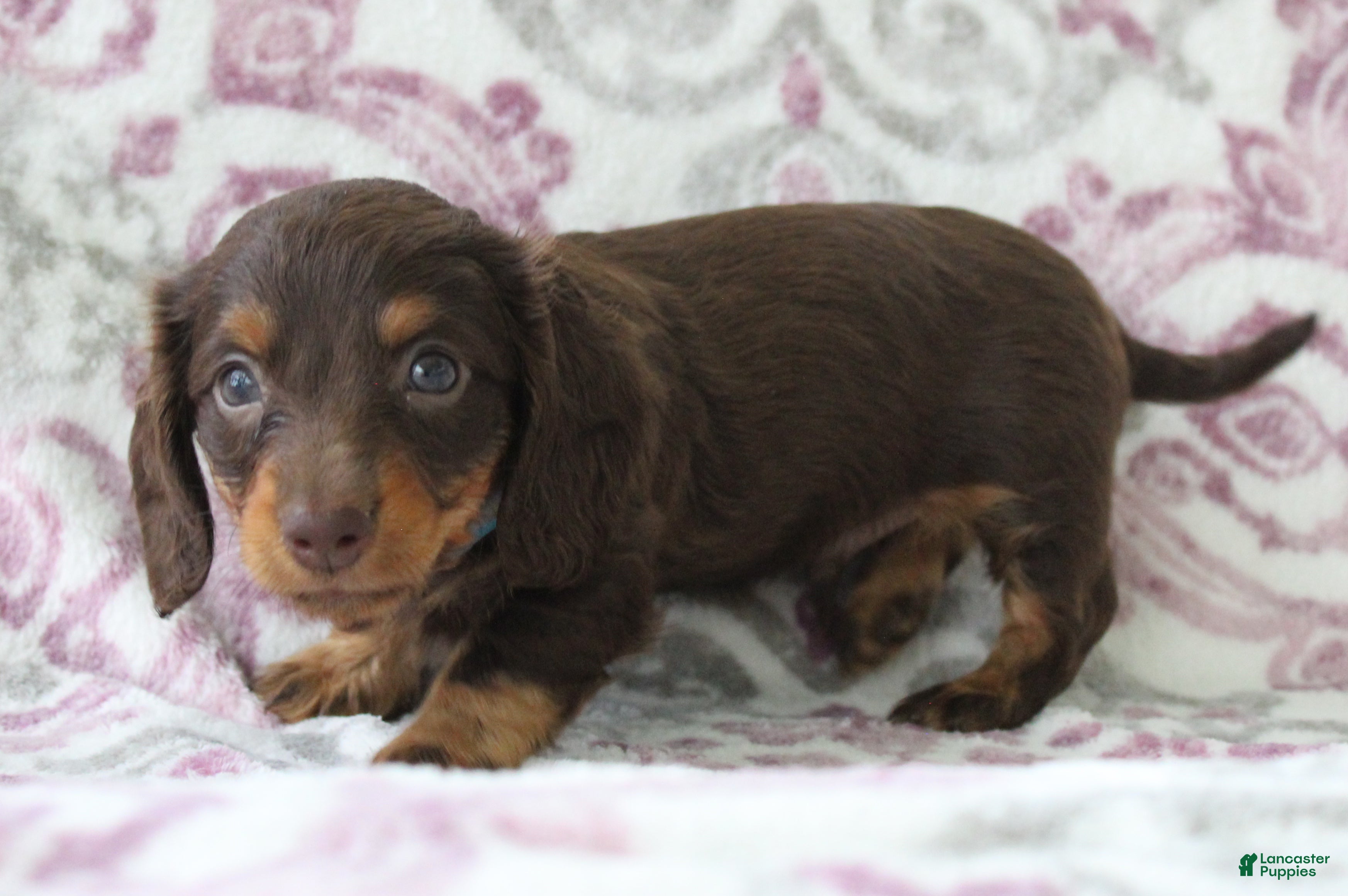 Miniature Dachshund dogs Candy - Ad 2