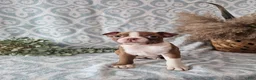Boston Terrier dogs for sale: Casey - Ad 8