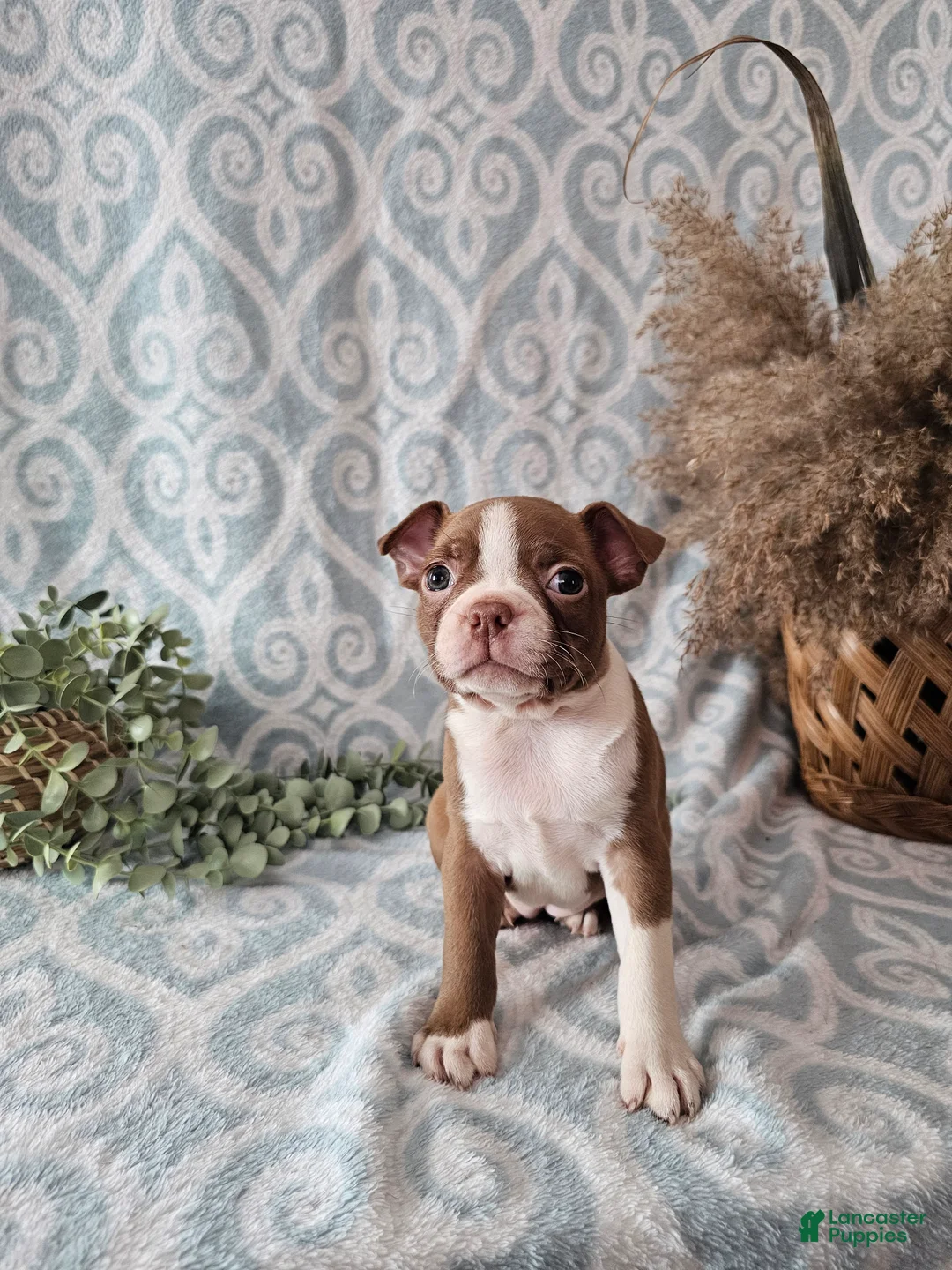 Boston Terrier dogs for sale: Casey - Ad 8