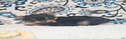 Mixed Breed dogs for sale: Beauty - Ad 4