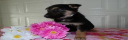 German Shepherd dogs for sale: German Shepherd Puppy 2 Daisey - Ad 2