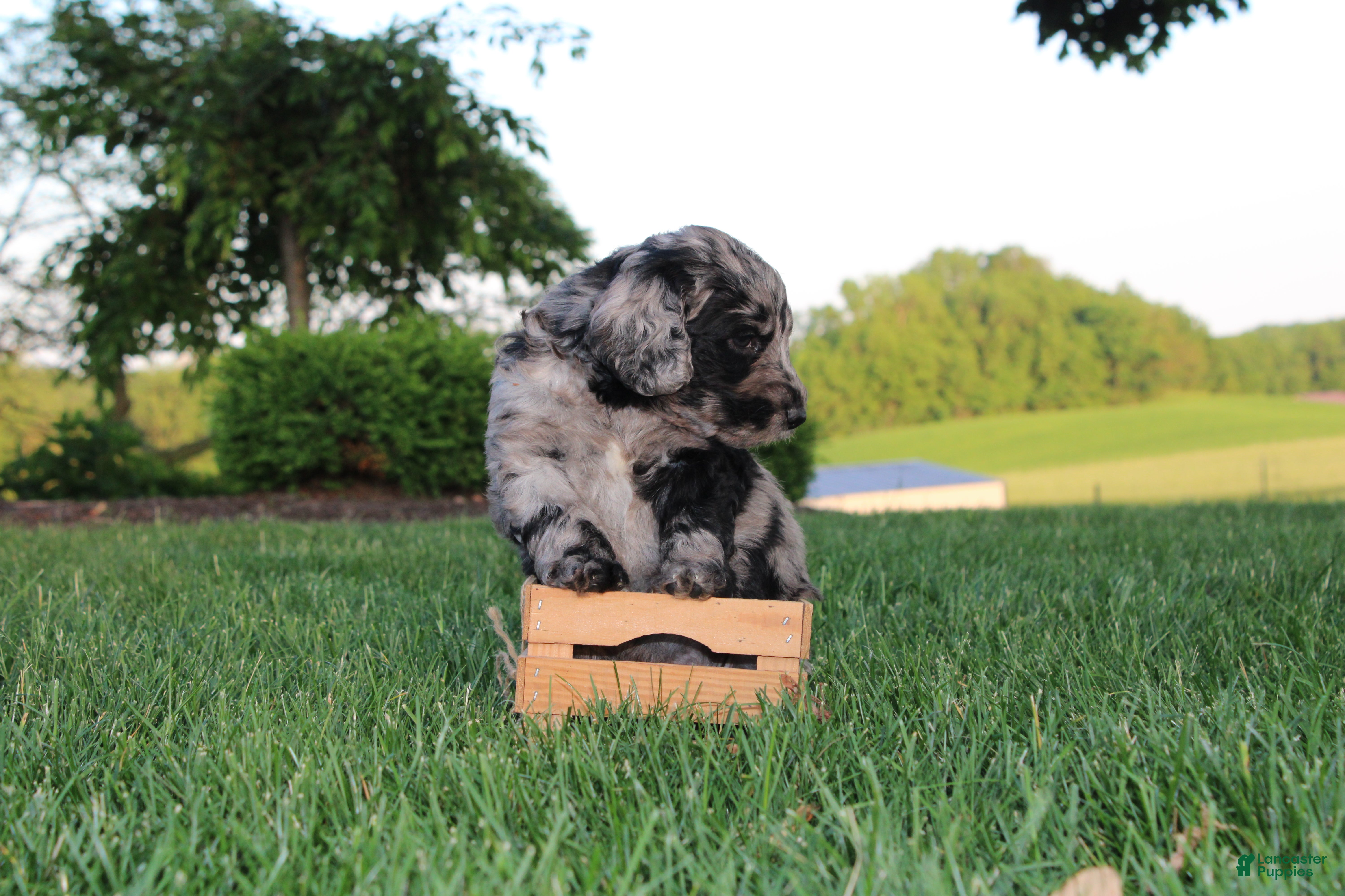 Mini Goldendoodle dogs Lou - Ad 2