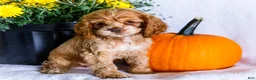 Cocker Spaniel dogs for sale: Lory - Ad 1