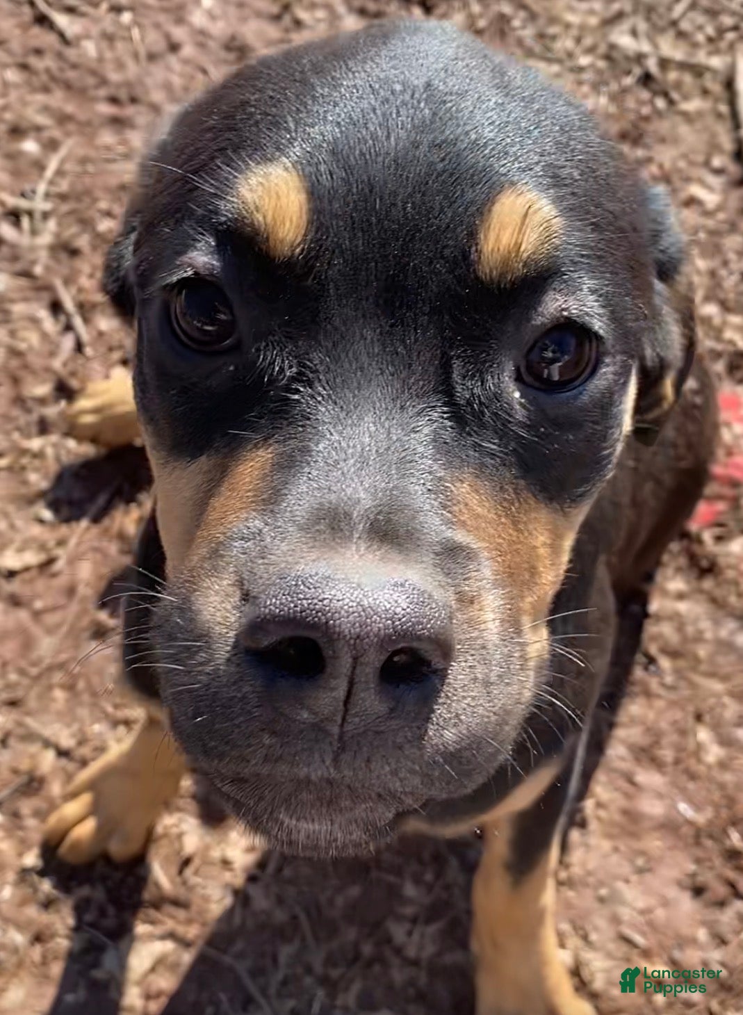 Mixed Breed dogs Cane Corso-Rottweiler - Ad 2