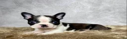 Boston Terrier dogs for sale: Milo  - Ad 10