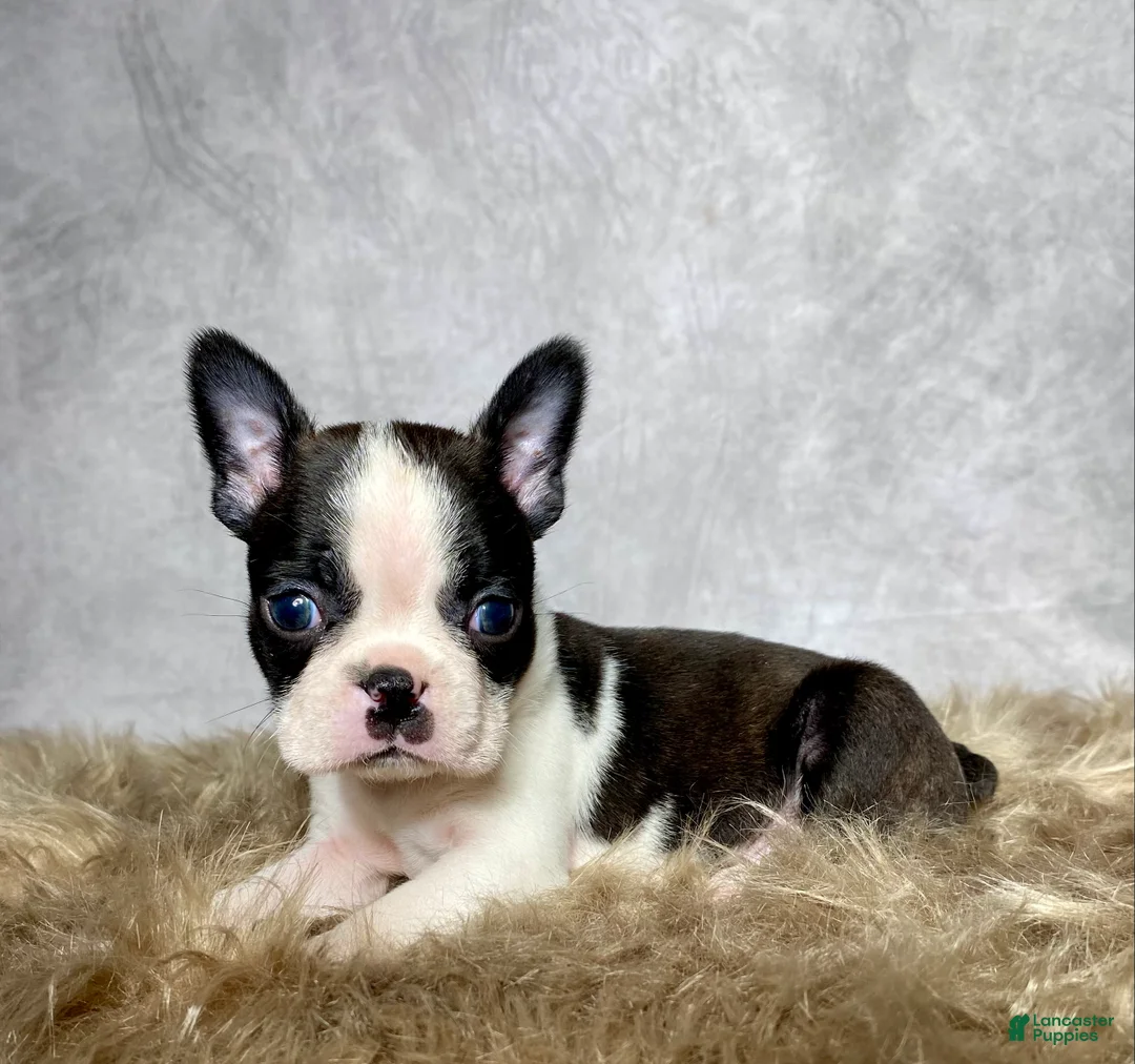 Boston Terrier dogs for sale: Milo  - Ad 10