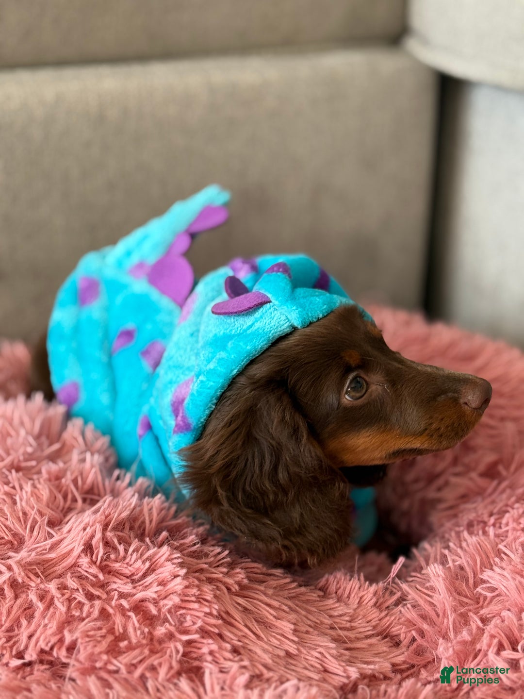 Miniature Dachshund dogs for sale: Miniature Dachshund long Hair Puppy  - Ad 3