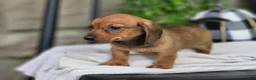 Miniature Dachshund dogs for sale: Butterscotch 💞 - Ad 10