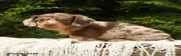 Miniature Dachshund dogs for sale: Icon - Ad 3