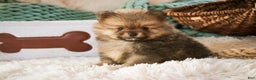 Pomeranian dogs for sale: Mr. Darcy - Ad 6