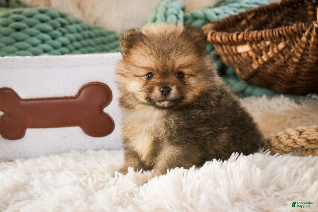 Pomeranian dogs for sale: Mr. Darcy - Ad 6