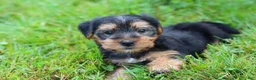 Morkie dogs for sale: Marcus - Ad 8
