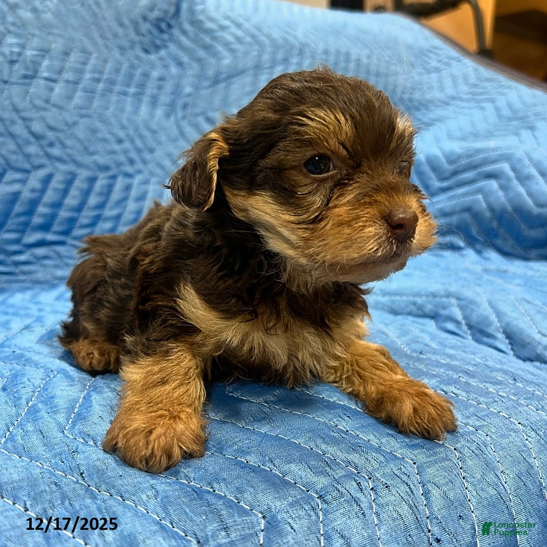 Yorkiepoo dogs for sale: Jordan - Ad 2