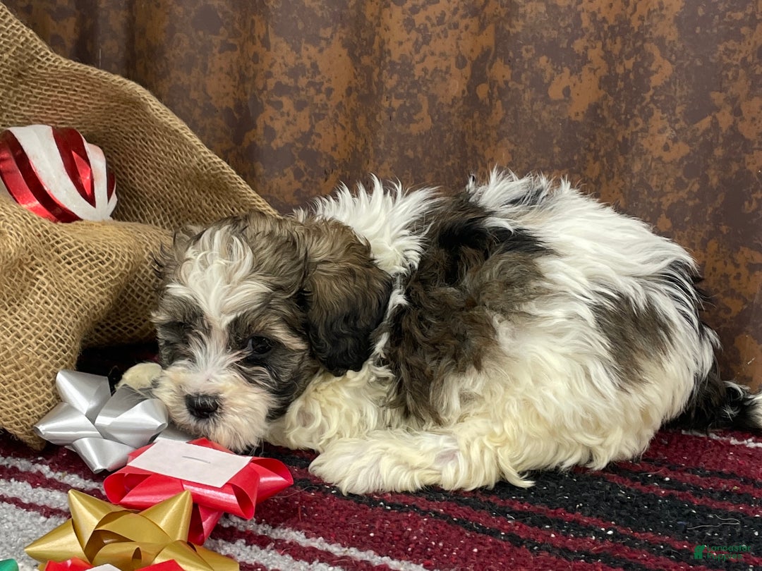 Shihpoo dogs for sale: Cortez - Ad 10