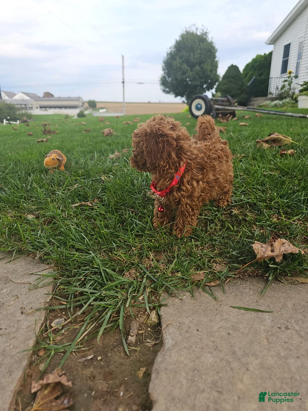 Toy Poodle dogs for sale: Marisol- Akc Toy/Teacup Poodle POTTY TRAINED  - Ad 2