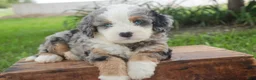 Mini Bernedoodle dogs for sale: Mingo Mini Bernedoodle  - Ad 4