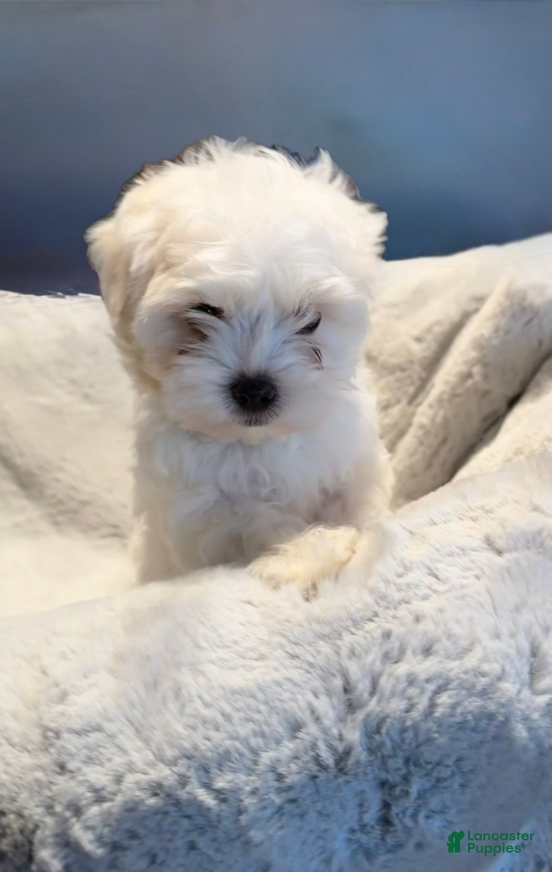 Mixed Breed dogs for sale:  Lhatese Breed “Trooper”  - Ad 13