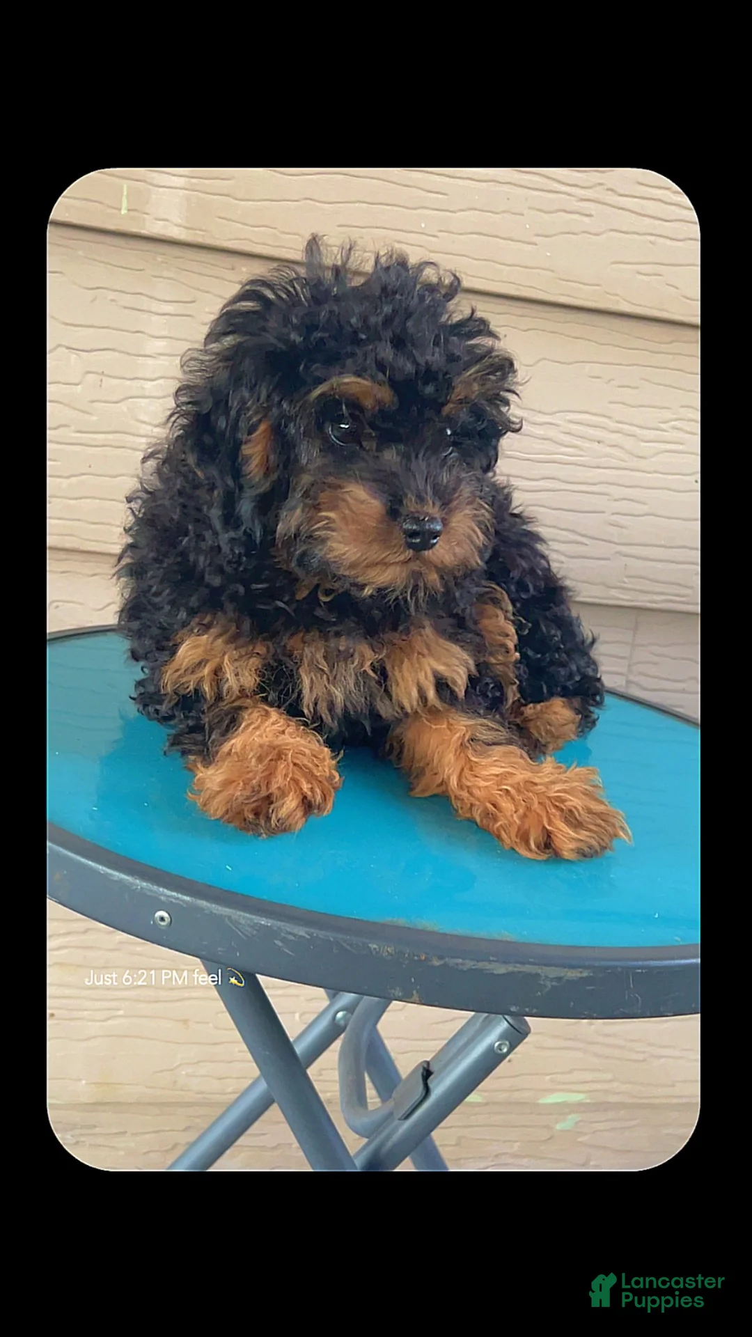 Toy Poodle dogs for sale: Toy Poodle 1 - Ad 1