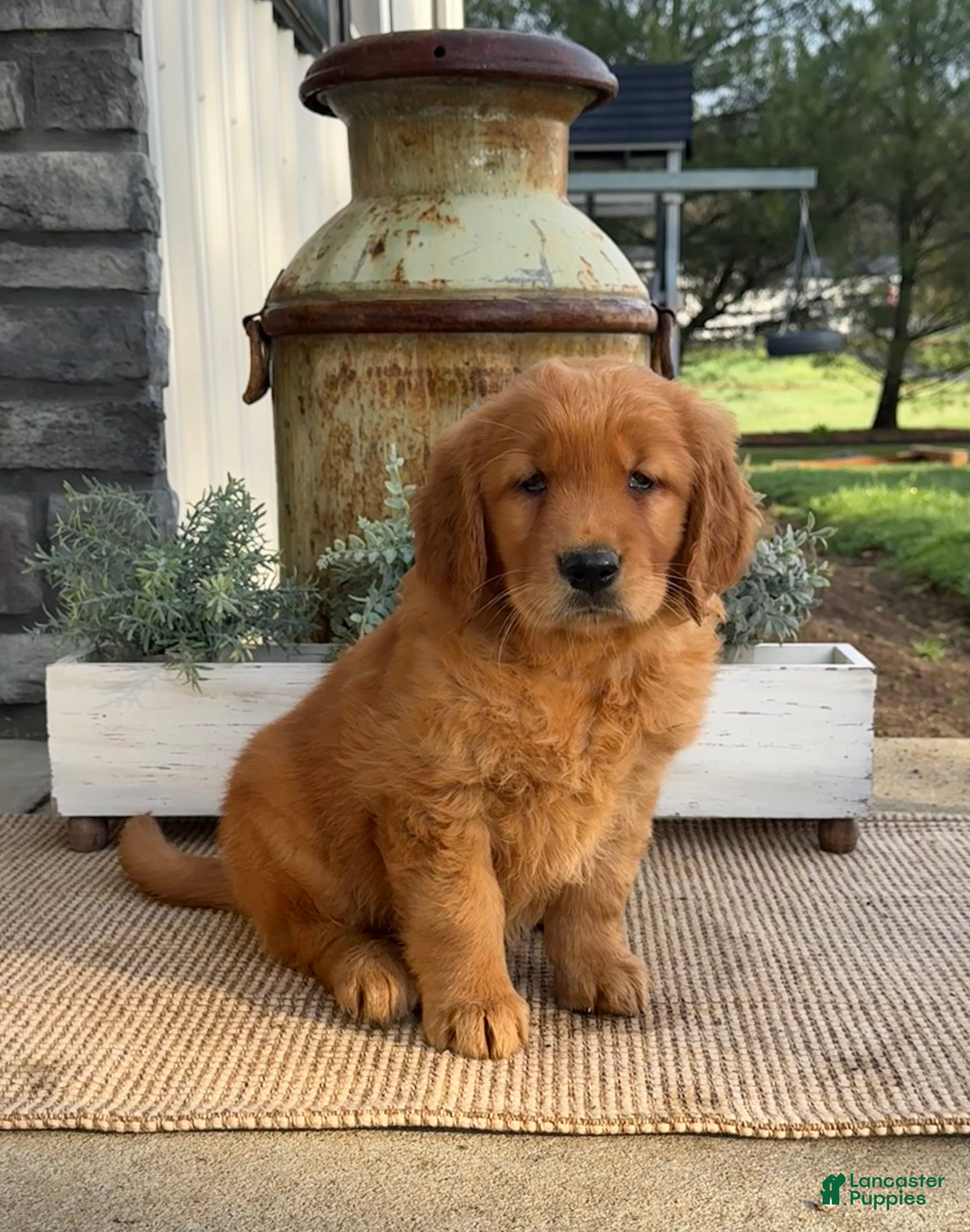 Golden Retriever dogs Wilma - Ad 1