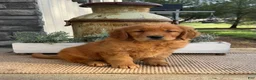 Golden Retriever dogs for sale: Wilma - Ad 1
