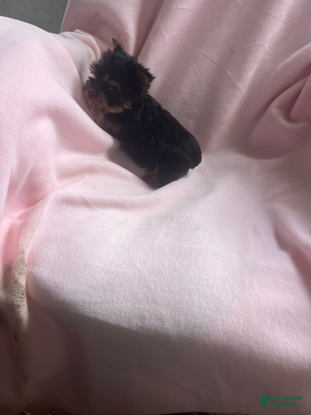 Yorkshire Terrier dogs for sale: Sally Sue - Ad 4