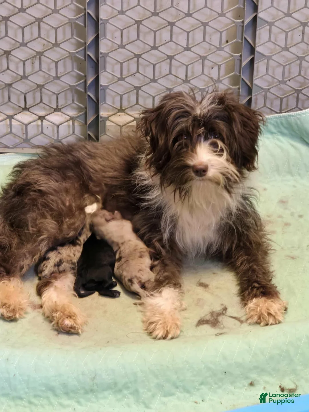 Mini Aussiedoodle dogs for sale: Mini Aussiedoodle(Athena) - Ad 4