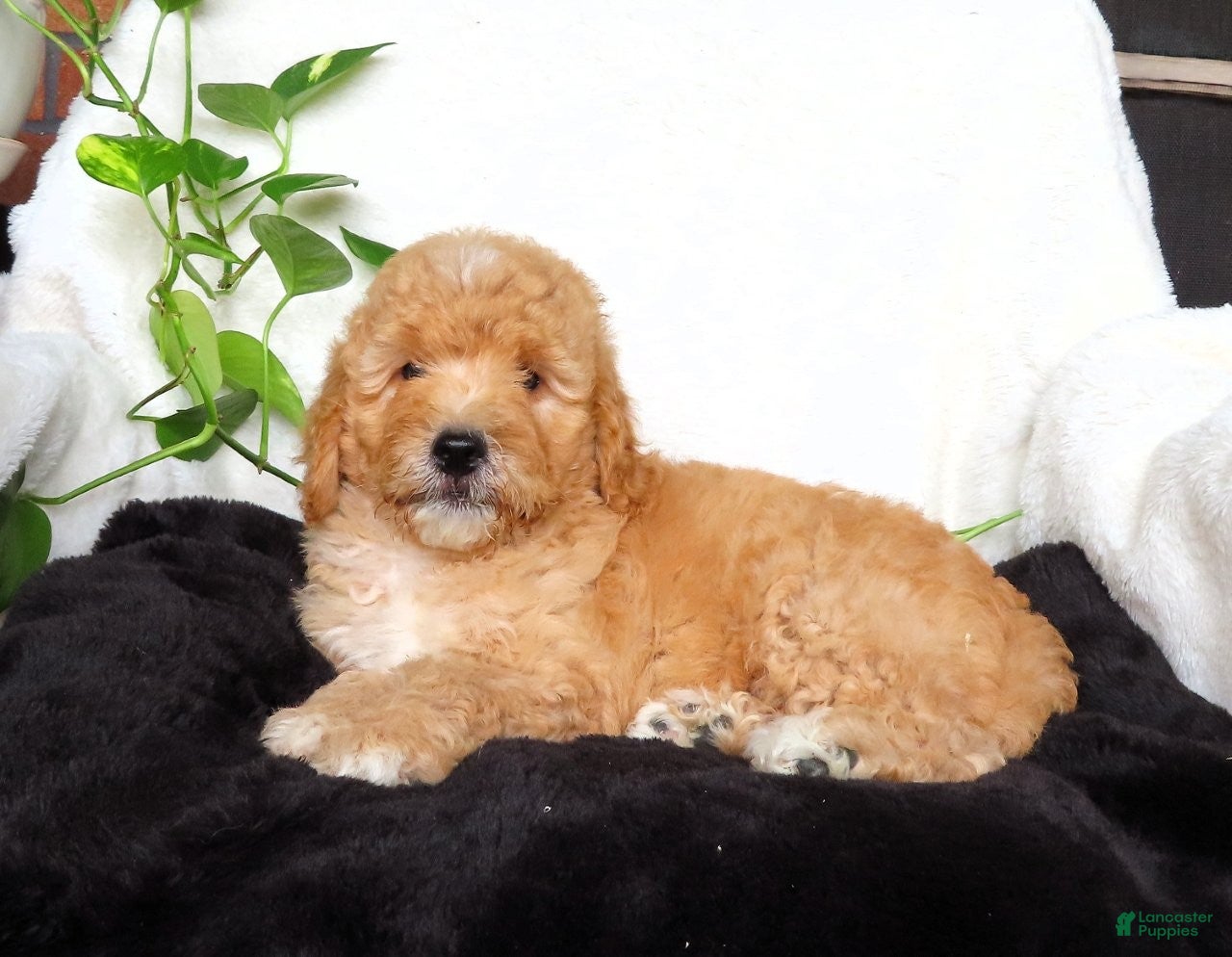 Mini Goldendoodle dogs Sam - Ad 1