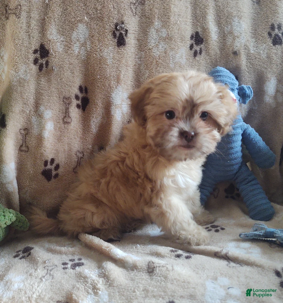 Shihpoo dogs for sale: hambone - Ad 7