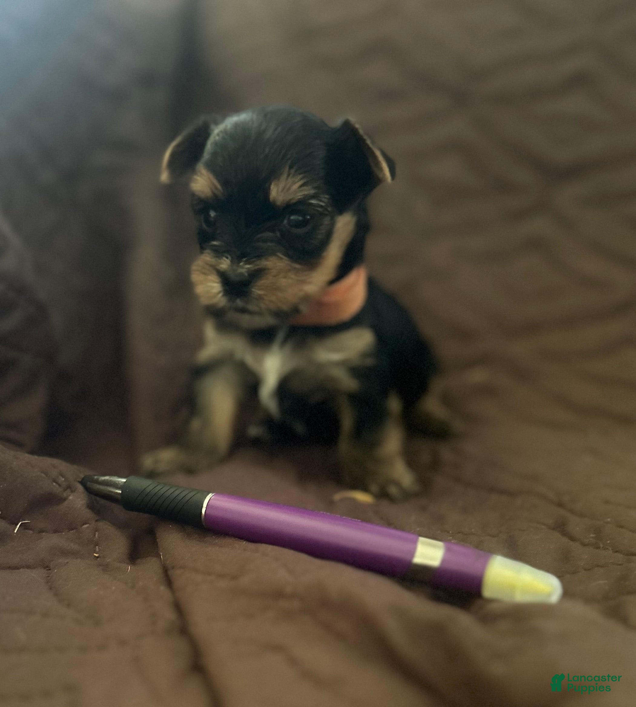 Yorkshire Terrier dogs Barry - Ad 1
