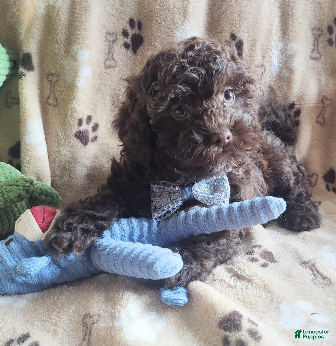 Maltipoo dogs for sale: Chocolate Chunk  - Ad 3