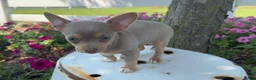 Chihuahua dogs for sale: Lacy - Ad 8