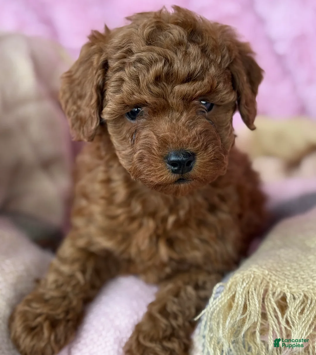 Toy Poodle dogs for sale: Norra - Ad 5