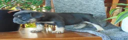 French Bulldog dogs for sale: Ben - Ad 12