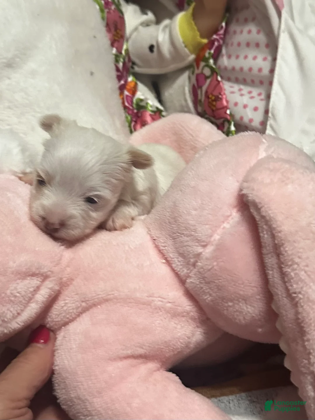 Yorkshire Terrier dogs for sale: AKC platinum Sazzy - Ad 2