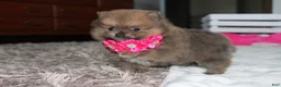 Pomeranian dogs for sale: Zara - Ad 9