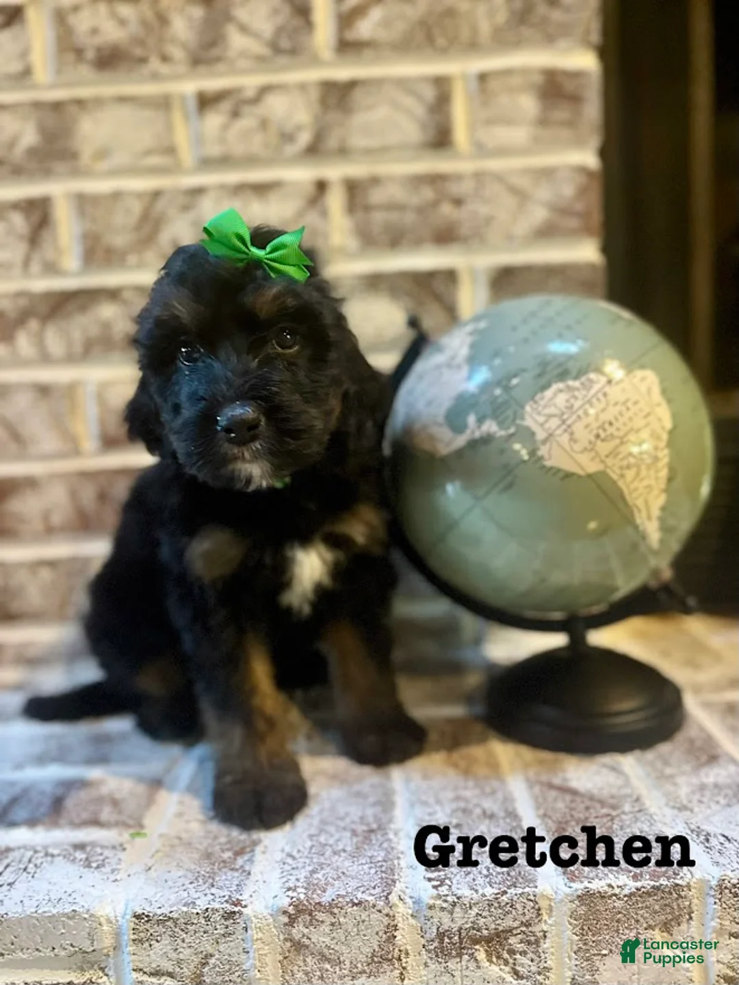 Bernedoodle dogs for sale: Gretchen  - Ad 1